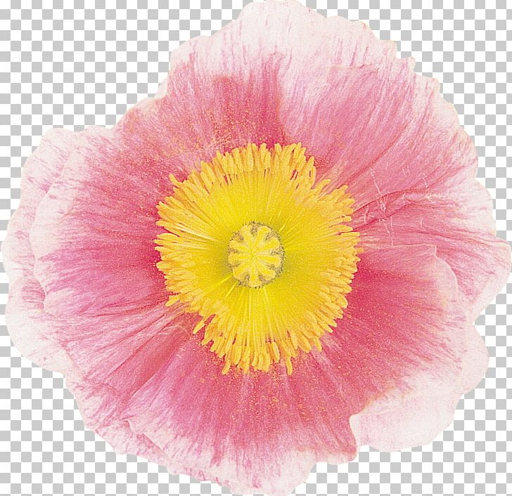 Mallows The Poppy Family Magenta PNG, Clipart, Annual Plant, Family, Flower, Flowering Plant, Flowers Free PNG Download