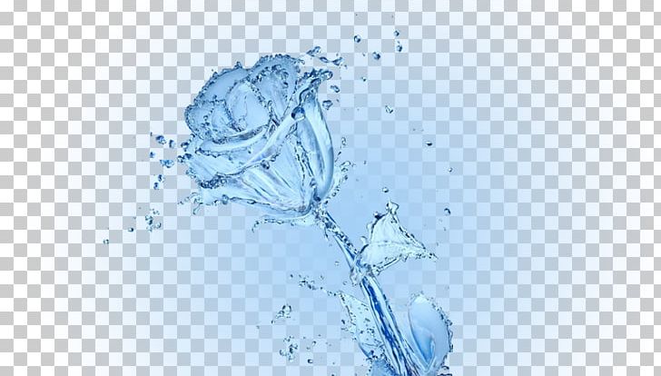 Water Conservation Rose Desktop PNG, Clipart, Bank, Blue Rose, Computer Wallpaper, Desktop Wallpaper, Energy Conservation Free PNG Download