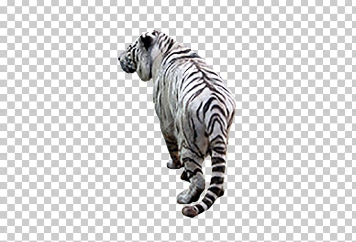 White Tiger PNG, Clipart, Animal, Animals, Background White, Beast, Big Cats Free PNG Download