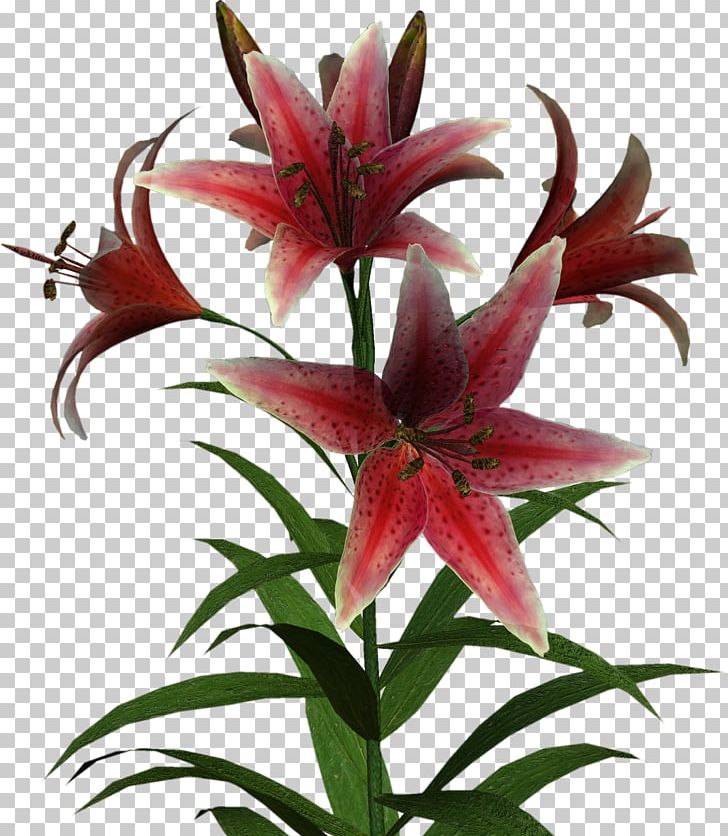 Flower Lilium PNG, Clipart, Cdr, Computer Icons, Download, Drawing, Encapsulated Postscript Free PNG Download