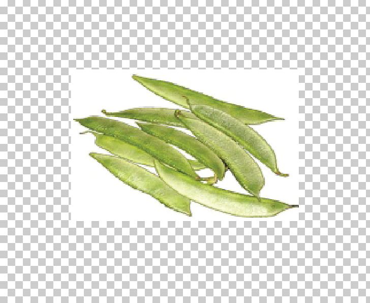 Vegetable Green Bean Legume Lima Bean Snap Pea PNG, Clipart, Auglis, Bean, Broad Bean, Commodity, Food Drinks Free PNG Download