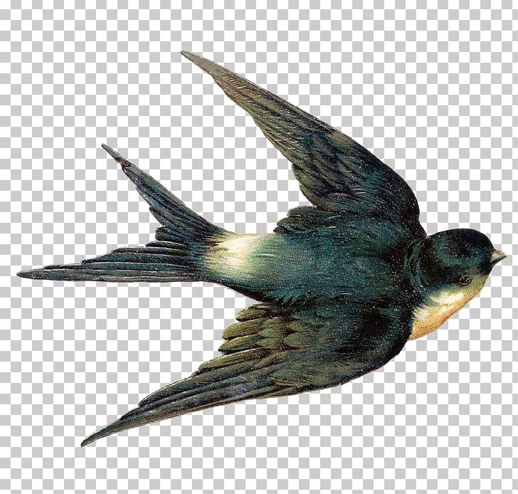 Bird The Swallow Tree Swallow Barn Swallow Png Clipart American