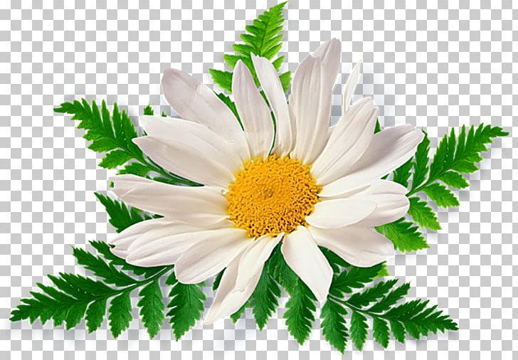 Chamomile PNG, Clipart, Annual Plant, Aster, Camomile, Chamaemelum Nobile, Chamomile Free PNG Download