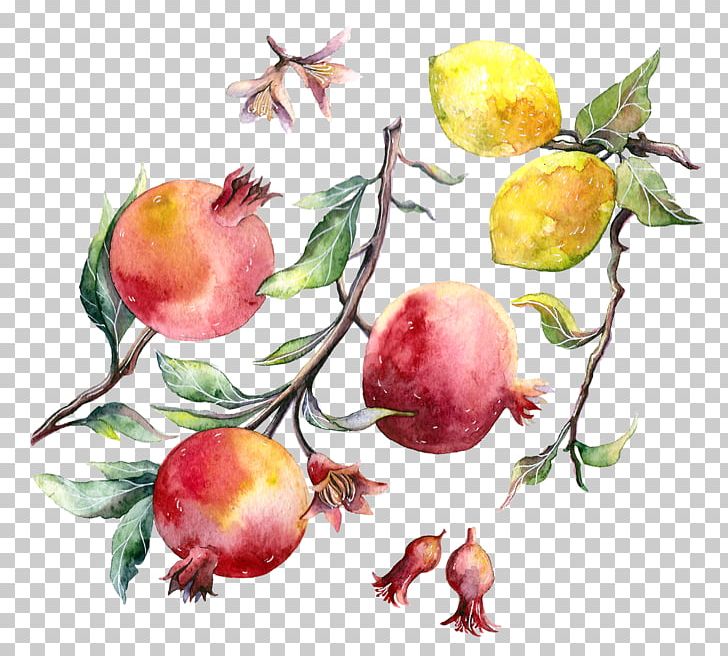 Pomegranate Vegetarian Cuisine Watercolor Painting Apple Portable Network Graphics PNG, Clipart, Apple, Branch, Drawing, Flower, Flowering Plant Free PNG Download