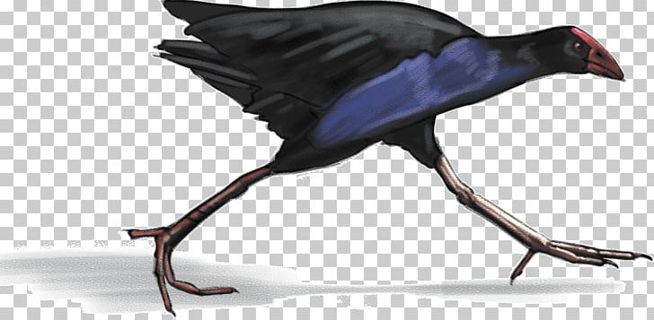 Australasian Swamphen Sally Hogg Bird New Zealand Potton & Burton PNG, Clipart, Animals, Art, Australasian Swamphen, Beak, Bird Free PNG Download