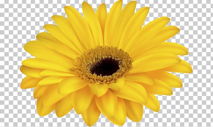 Common Daisy PNG, Clipart, Chrysanths, Closeup, Common Daisy, Daisy, Daisy Family Free PNG Download