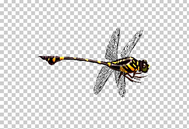 Dragonfly Icon PNG, Clipart, Adobe Illustrator, Arthropod, Bee, Colorful Background, Coloring Free PNG Download