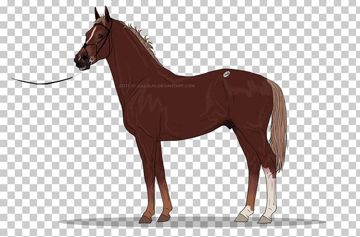 Gypsy Horse Clydesdale Horse Arabian Horse PNG, Clipart, Arabian Horse, Black, Bridle, Clydesdale Horse, Colt Free PNG Download