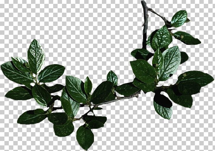 Leaf PNG, Clipart, Branch, Encapsulated Postscript, Leaf, Plant, Tiff Free PNG Download