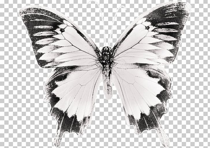 Butterfly Black And White Brush-footed Butterflies Drawing PNG, Clipart, Arthropod, Black, Blue, Brush Footed Butterfly, Color Free PNG Download