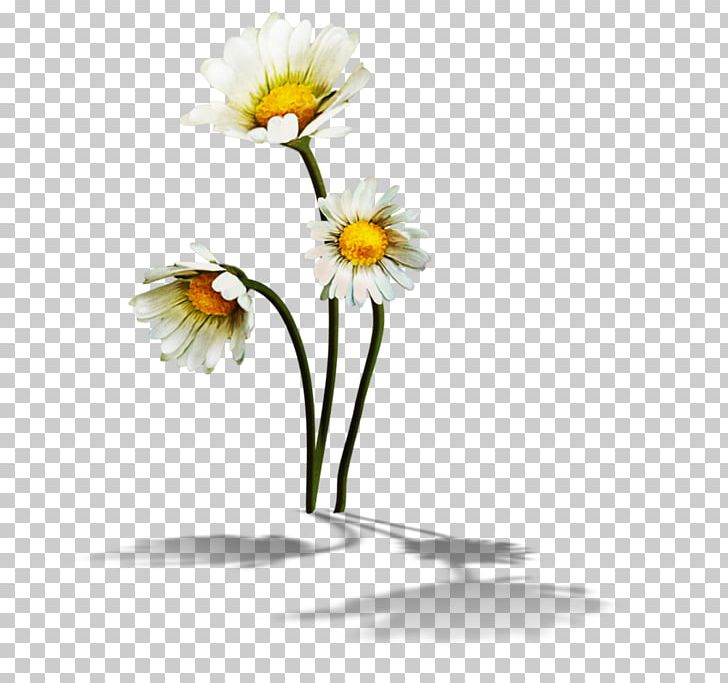 Chamomile Flower Common Daisy PNG, Clipart, Cut Flowers, Daisy, Daisy Family, Desktop Wallpaper, Drawing Free PNG Download