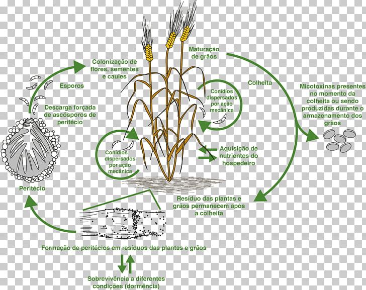 Mycotoxin Trichothecene Aflatoxin Zearalenone Vomitoxin PNG, Clipart, Aflatoxin, Animal, Area, Commodity, Diagram Free PNG Download