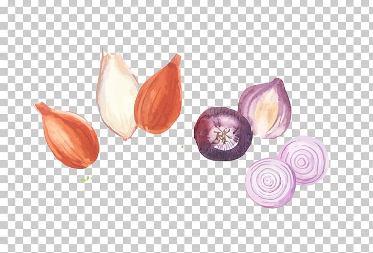 Shallot Leek Scallion Vegetable PNG, Clipart, Bulb, Drawing, Flower, Garlic, Green Onion Free PNG Download