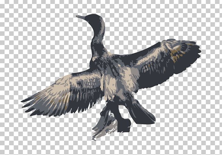 Bird Great Cormorant PNG, Clipart, Animal, Animals, Beak, Bird, Bird Of Prey Free PNG Download