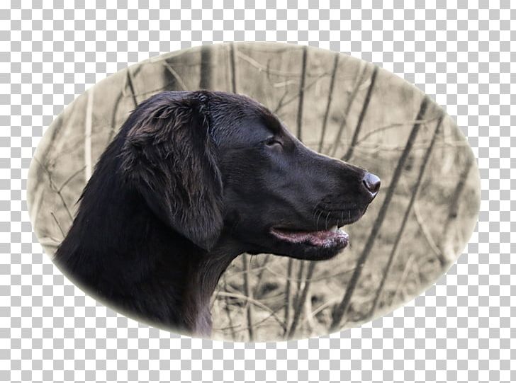 Labrador Retriever Flat-Coated Retriever Puppy Dog Breed Dog Collar PNG, Clipart, Breed, Carnivoran, Chinese Crested Dog, Collar, Dog Free PNG Download
