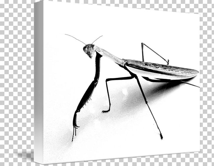 T-shirt Mantis Clothing Manny PNG, Clipart, Arthropod, Black And White, Clothing, Fashion, Insect Free PNG Download