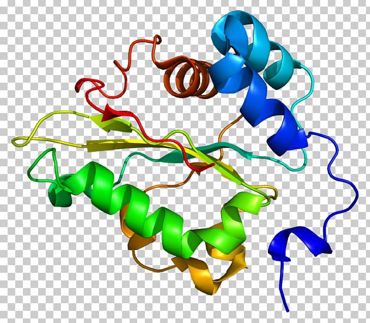 Elongation Factor Protein Peptide Bond Glutathione Synthetase PNG, Clipart, 1 G, Artwork, Biosynthesis, Body Jewelry, Elongation Free PNG Download