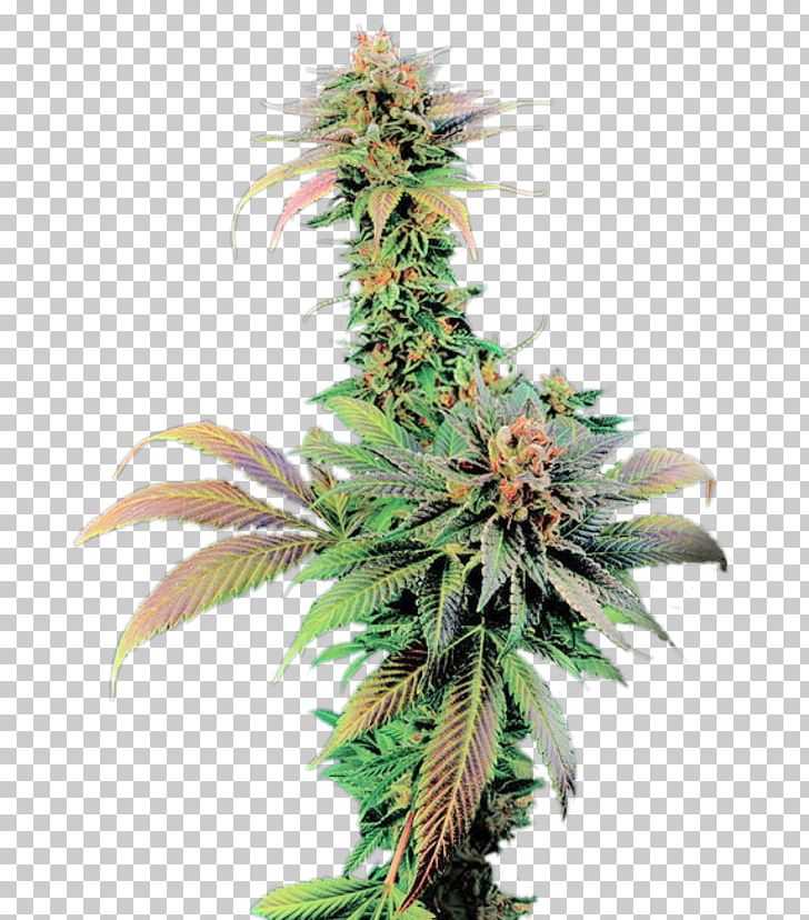 Feminized Cannabis Cannabis Cup White Widow Skunk Seed PNG, Clipart, Animals, Award, Cannabis, Cannabis Cup, Cash On Delivery Free PNG Download