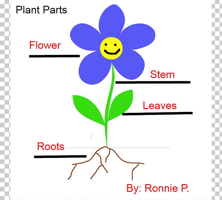 Plant Stem Root Flower PNG, Clipart, Area, Artwork, Biological Life Cycle, Bud, Cut Flowers Free PNG Download