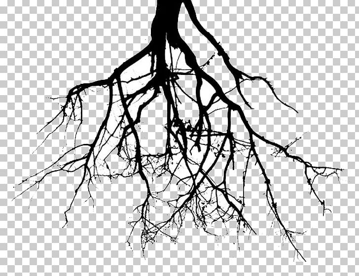 Root Tree Drawing PNG, Clipart, Artwork, Black And White, Branch, Clip Art, Drawing Free PNG Download