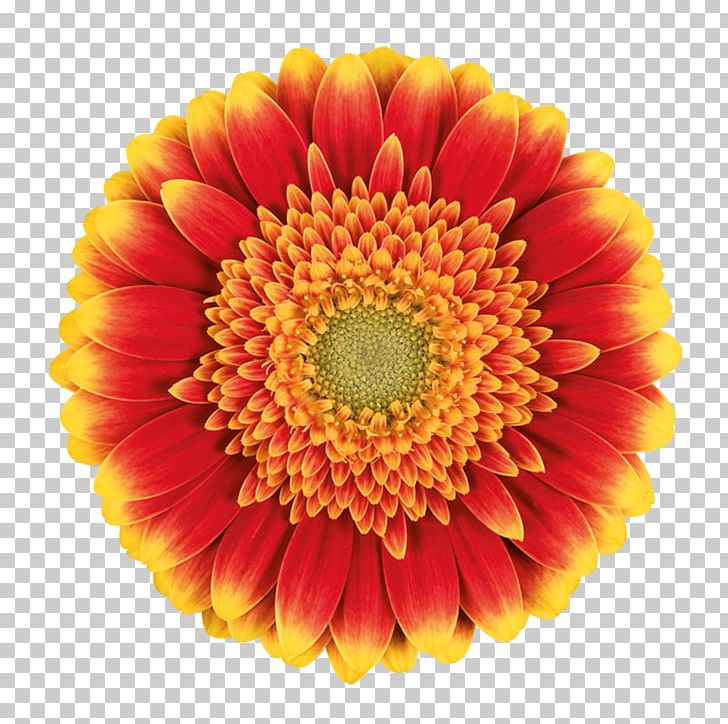 Transvaal Daisy Cut Flowers Carnation Chrysanthemum Floristry PNG, Clipart,  Free PNG Download