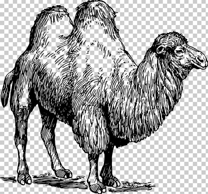 Bactrian Camel Dromedary Llama Common Ostrich Sheep PNG, Clipart, Animal, Arabian Camel, Bactrian Camel, Beak, Black And White Free PNG Download