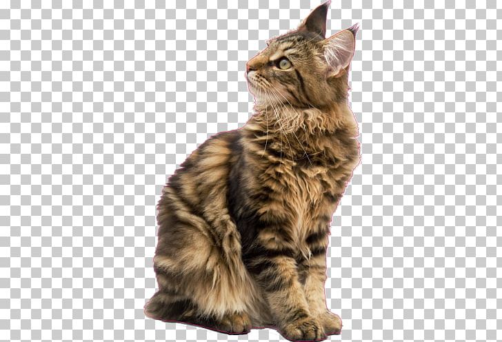 Maine Coon Raccoon Kitten Ragdoll Pet Sitting PNG, Clipart, Animals, Breed, California Spangled, Carnivoran, Cat Free PNG Download
