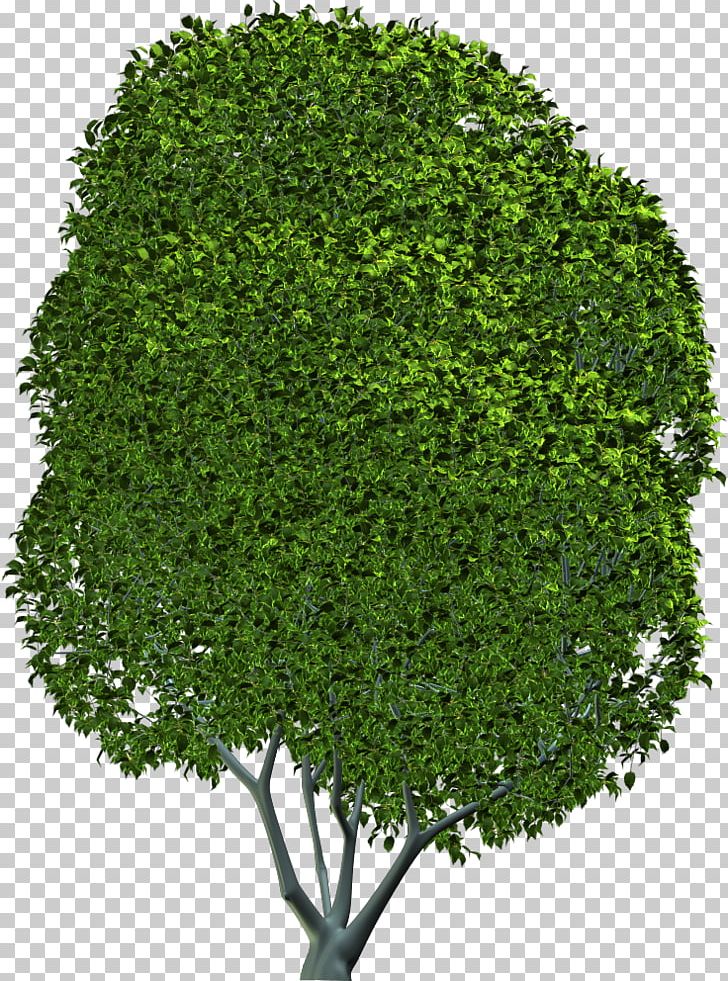 Tree Shrub Evergreen Leaf Herb PNG, Clipart, Evergreen, Grass, Herb, Isbn, Leaf Free PNG Download
