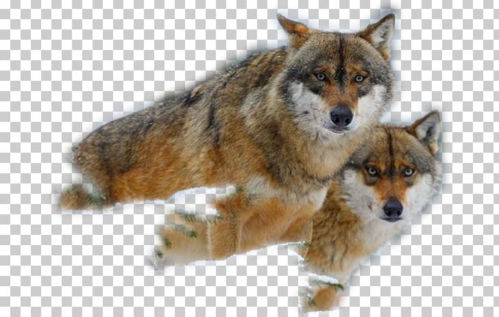 Australian Cattle Dog Ormskirk Terrier Coyote Puppy Arctic Wolf PNG, Clipart, Animal, Animals, Arctic Wolf, Australian Cattle Dog, Canidae Free PNG Download