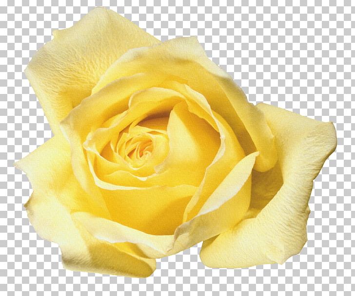 Beach Rose Flower Yellow Blue Rose PNG, Clipart, Abstract, Abstract Flowers Pictures, Blue, Bouquet Of Flowers, Flowers Free PNG Download