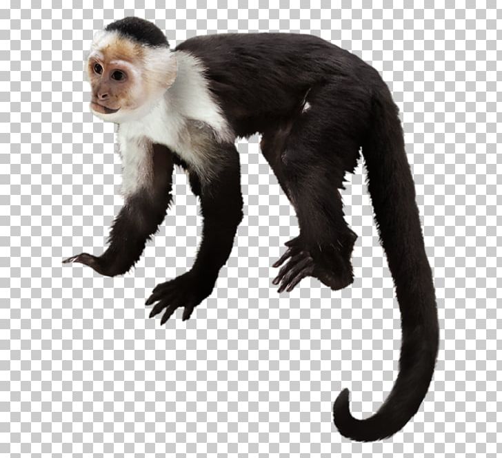 Orangutan Capuchin Monkey Macaque Gorilla Chimpanzee PNG, Clipart, Animals, Black, Black, Encapsulated Postscript, Fauna Free PNG Download