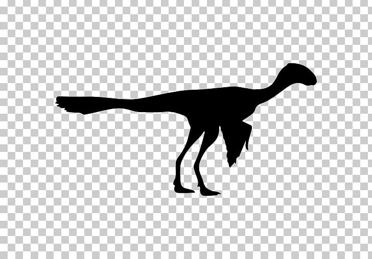 Archaeopteryx Bird Epidexipteryx Dinosaur PNG, Clipart, Animal, Animals, Archaeopteryx, Beak, Bird Free PNG Download