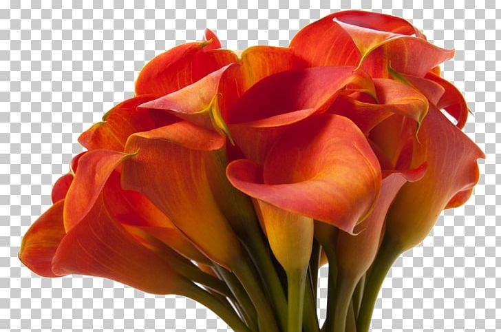Arum-lily Lilium Bulbiferum Flower Callalily PNG, Clipart, Amaryllis Belladonna, Artificial Flower, Arumlily, Bud, Bulb Free PNG Download
