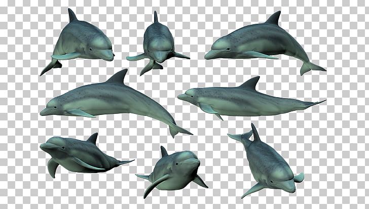 Common Bottlenose Dolphin Short-beaked Common Dolphin Tucuxi Rough-toothed Dolphin Spinner Dolphin PNG, Clipart, Animals, Bottlenose Dolphin, Cetacea, Fauna, Mammal Free PNG Download