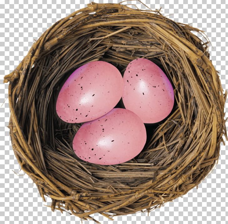 European Robin Bird Nest Egg PNG, Clipart, American Robin, Animals, Bird, Bird Egg, Bird Nest Free PNG Download