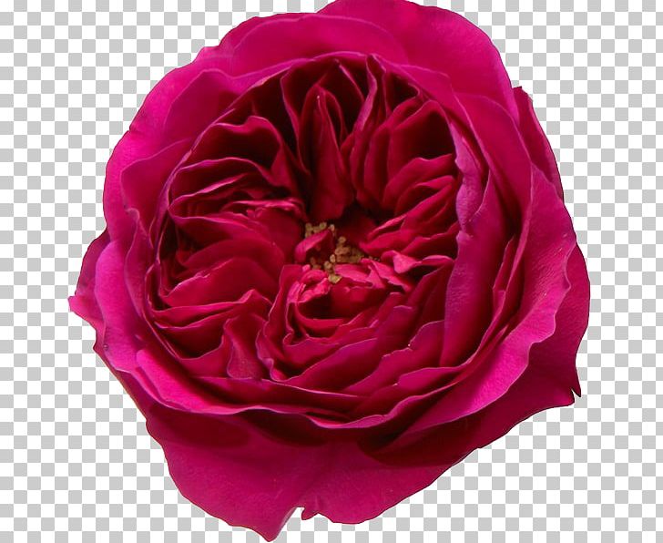 Garden Roses Flower Pink PNG, Clipart, Burgundy, China Rose, Cut Flowers, David Ch Austin, Floribunda Free PNG Download