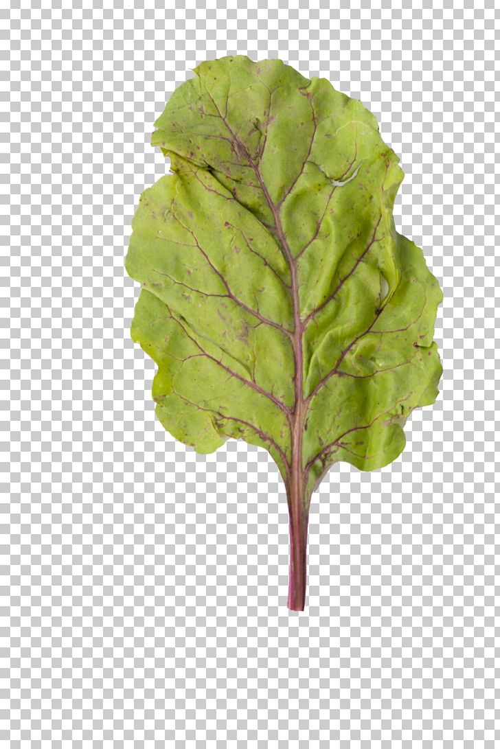 Leaf Common Beet Photosynthesis Plant Chard PNG, Clipart, Beetroot, Breathing, Chard, Common Beet, Grape Leaves Free PNG Download