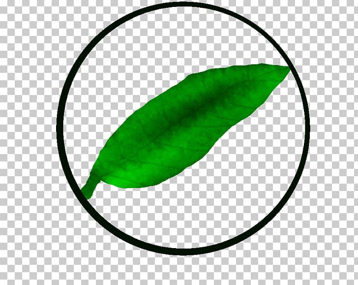 Leaf Green Plant Stem Line PNG, Clipart, Circle, Green, Leaf, Line, Plant Free PNG Download