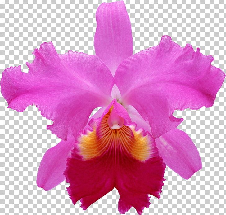 Pecteilis Radiata Flower Moth Orchids Pseudobulb Plant PNG, Clipart, Cattleya, Cattleya Labiata, Christmas Orchid, Floral Formula, Flower Free PNG Download