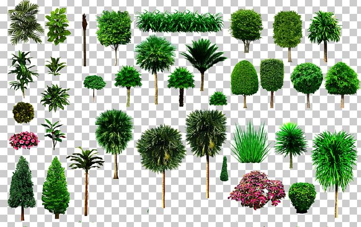 Tree Shrub Ornamental Plant PNG, Clipart, Architecture, Data Compression, Engineering, Evergreen, Flower Free PNG Download