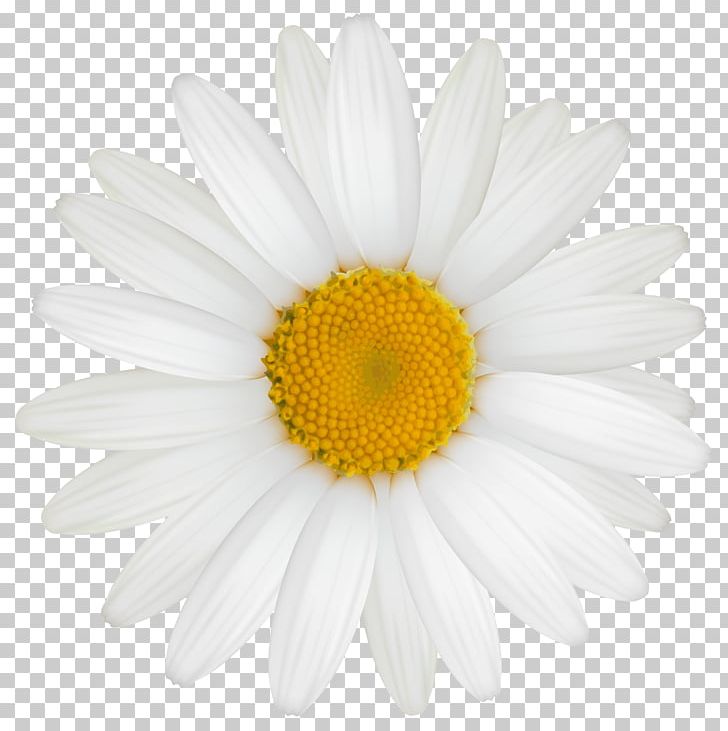 Roman Chamomile Oxeye Daisy Transvaal Daisy Chrysanthemum Argyranthemum Frutescens PNG, Clipart, Chamaemelum, Chamaemelum Nobile, Chrysanthemum, Chrysanths, Closeup Free PNG Download