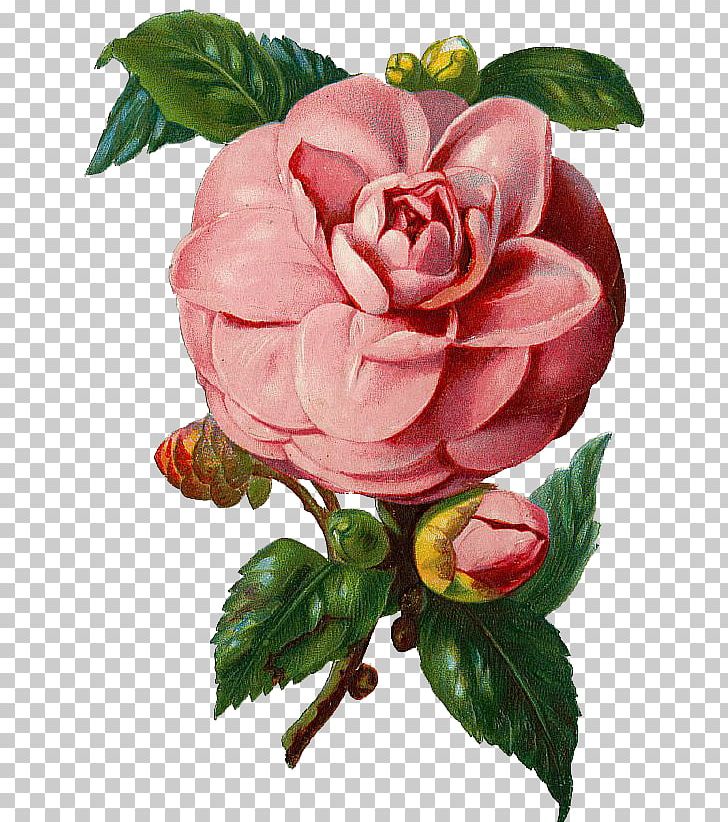 Rose PNG, Clipart, Artificial Flower, Desktop Wallpaper, Floribunda, Floristry, Flower Free PNG Download