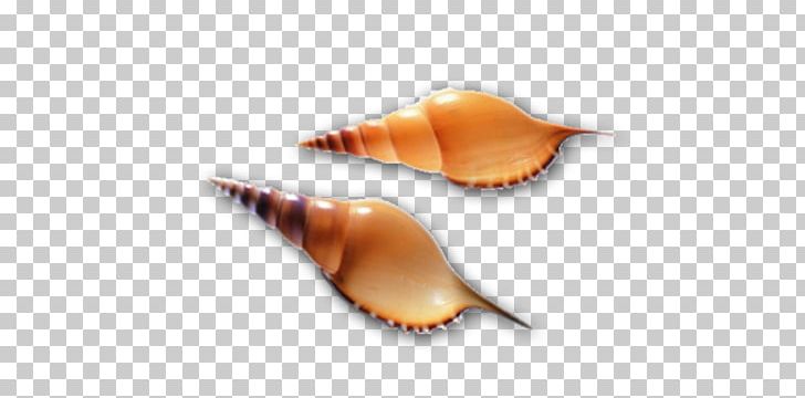 Seashell Molluscs Computer File PNG, Clipart, Biology, Conch, Crafts, Gratis, Life Free PNG Download
