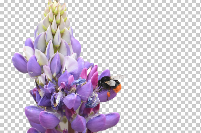 Lavender PNG, Clipart, Bluebonnet, Cut Flowers, Flower, Lavender, Lupine Free PNG Download