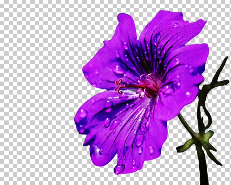 Petal Flower Purple Violet Plant PNG, Clipart, Flower, Geraniaceae, Geranium, Magenta, Petal Free PNG Download
