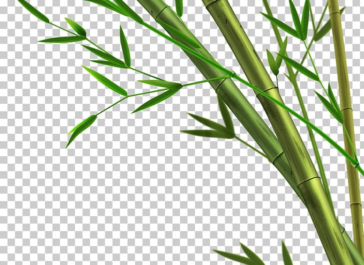 Bamboo Giant Panda Paper PNG, Clipart, Bamboo Border, Bamboo Frame, Bamboo Leaf, Bamboo Leaves, Bamboo Tree Free PNG Download