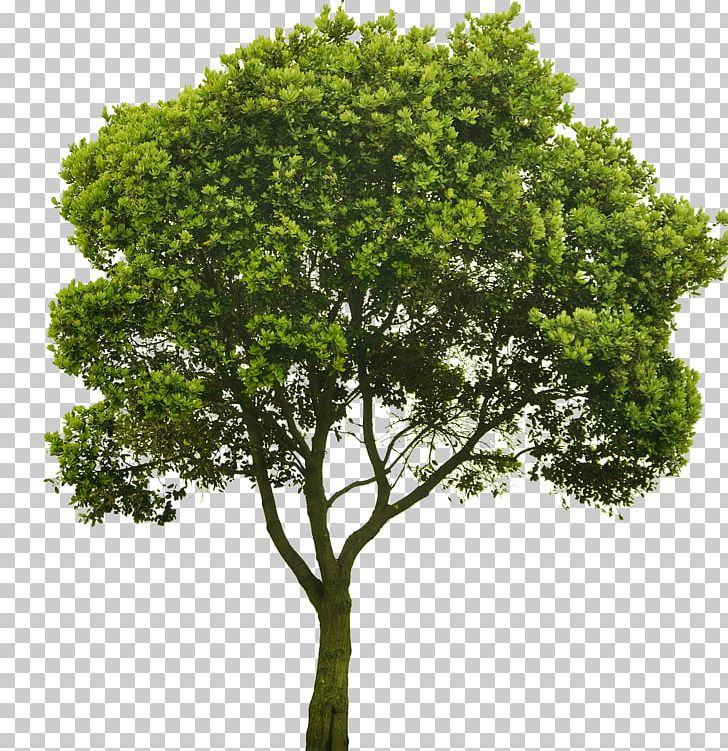 Choosing Small Trees American Sycamore Shrub PNG, Clipart, American Sycamore, Apple Logo, Apple Logo Vector, Branch, Choosing Small Trees Free PNG Download