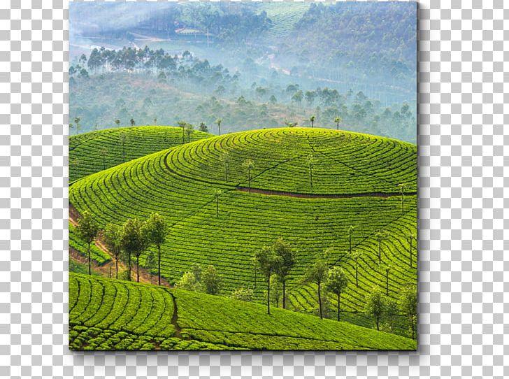 Munnar Kochi Kumarakom Package Tour Tea PNG, Clipart, Agriculture, Crop, Farm, Field, Food Drinks Free PNG Download