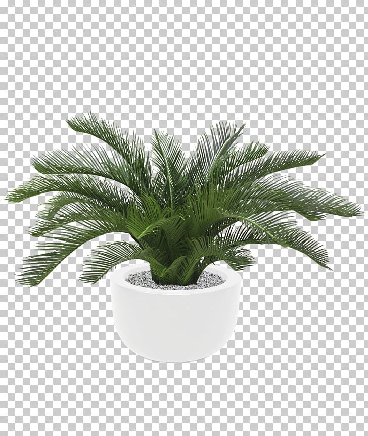 Sago Palm Arecaceae Plant Metroxylon Sagu Tree PNG, Clipart, Arecaceae, Arecales, Areca Palm, Centimeter, Cycad Free PNG Download