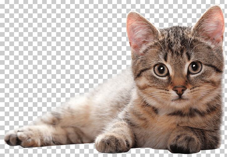 British Shorthair Bengal Cat European Shorthair Kitten California Spangled PNG, Clipart, American Shorthair, American Wirehair, Animals, Asian, Carnivoran Free PNG Download